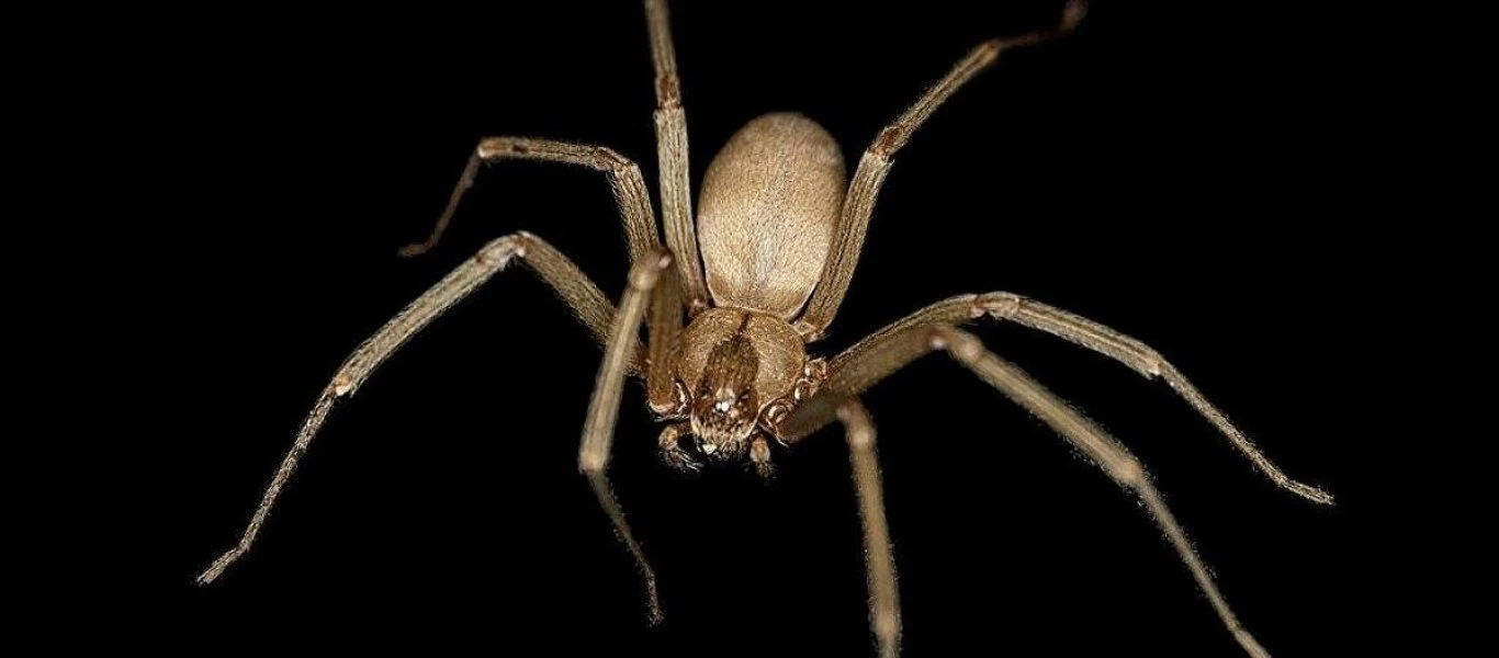 Αυστραλία: Γυναίκα είδε αράχνη στο αμάξι της και το παράτησε στη... μέση του δρόμου (βίντεο)